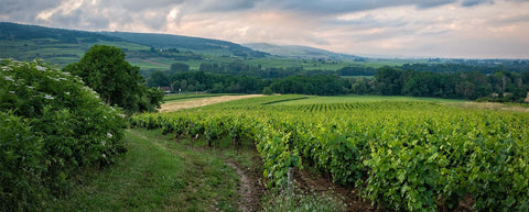 We're celebrating English Wine Week!