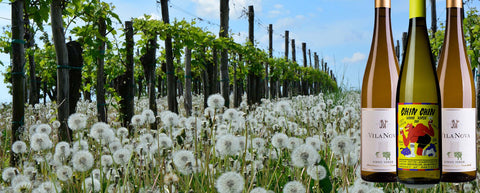 Ever tried a Vinho Verde?